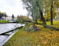 За ночь в Петербурге ветер повалил более 70 деревьев