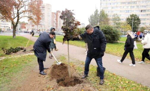 В честь Международного дня врача в саду Прометей культурной столицы России высажены клены
