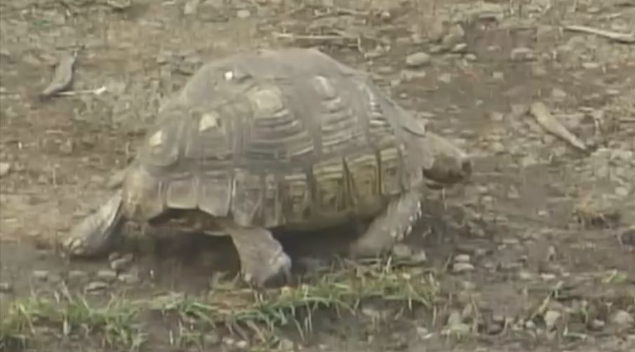 Черепаха ползет со скоростью. Чудо черепаха Фролова. Видео про черепах спасение. Черепаха ползет по бетону. Видео как ползает черепаха.