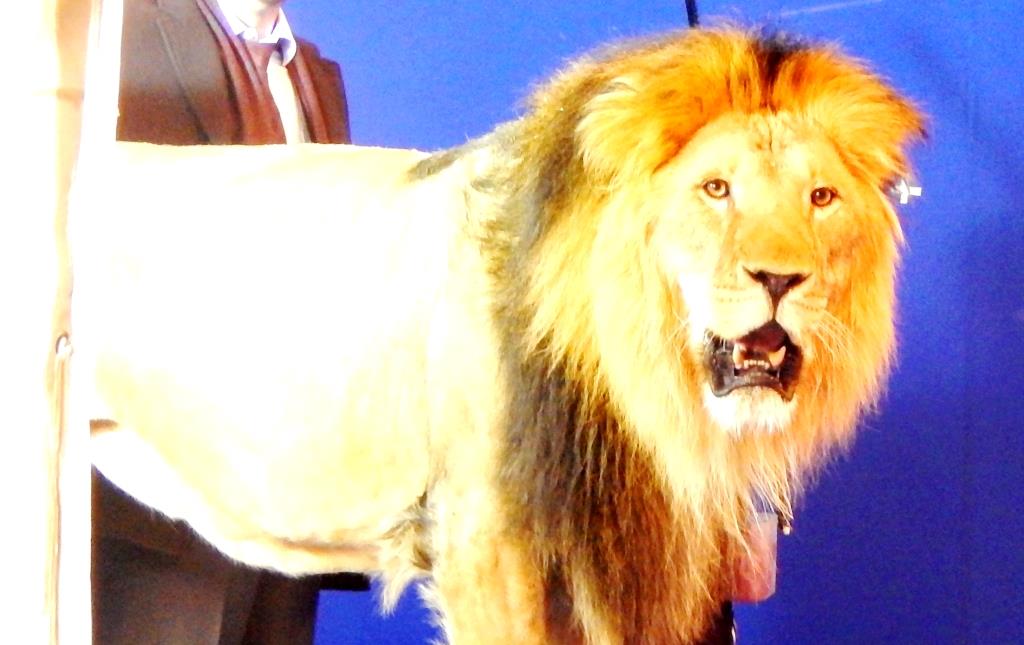 Лев живой. Декоративный Лев живой. Китайский Лев живой. Лев из Гранда. Купить льва живого